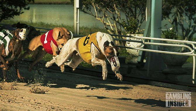 Lord Lipsey appointed Chairman of Entain s Premium Greyhound Racing